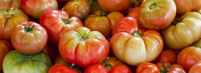 thai eggplant vegetable