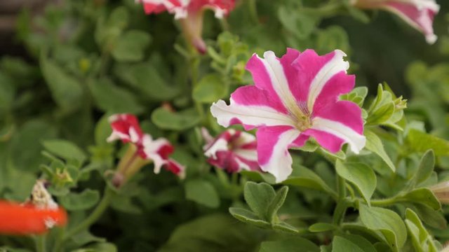 Bicolor hybrid plant in the pot close-up 4K 2160p 30fps UltraHD footage - Pink Petunia flower shallow DOF 3840X2160 UHD video