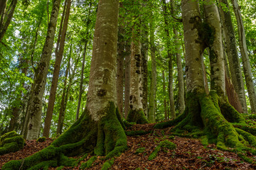 Buchen im Wald mit Moos an den Wurzeln und am Stamm