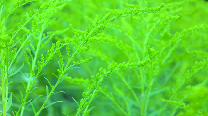 красивый растительный свежий зелёный фон из стеблей цветка золотарника