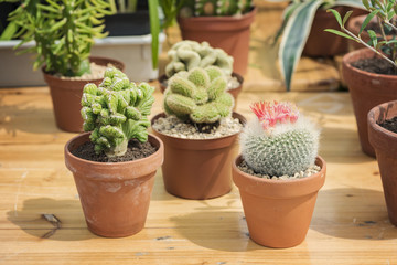 Potted cactus plants