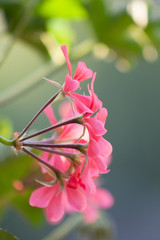 Pink Flower