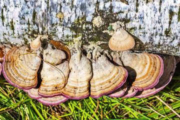 Inedible mushroom or colored Polypore Coriolus versicolor (lat. Trametes versicolor)