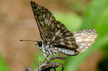 Mariposa