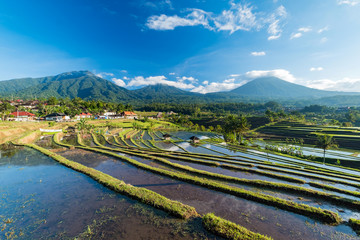 Bali Rice Terraces. The beautiful and dramatic rice fields of Jatiluwih in southeast Bali have been...