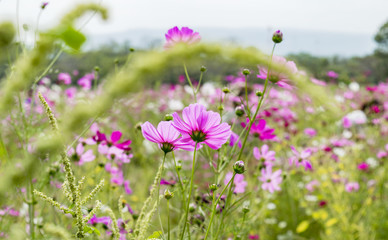 Obraz na płótnie Canvas pink wildflowers meadow on field.