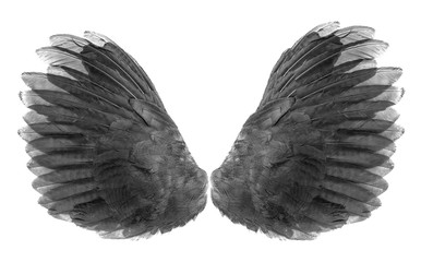 wings of birds on white bacground