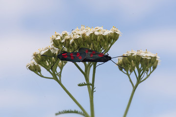 Kraśnik (Motyl) © arek0michalak