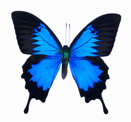  Ulysses Butterfly (Papilio ulysses) on white background.