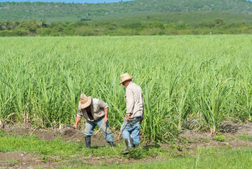 Naklejka na ściany i meble Kubanische Bauer und Erntehelfer auf dem Zuckerrohrfeld beim Ernten