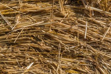 straw backgrounds, summer field,horizontal © larisa_stock