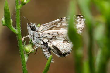 Mariposa