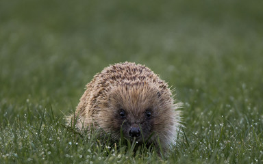 hedgehog