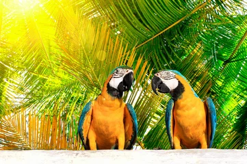 Foto op Canvas Paar mooie heldere tropische Ara vogels met blauw-en-gele veren (Ararauna), zittend op een houten bord met groene zonnige palmbomen achter de achtergrond. © Anna_ok