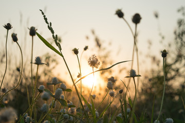 Meadow flower with some flare light in farm in the evening.
