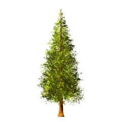 Tree isolated on white background. Design element.