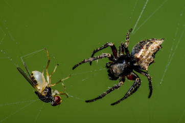 A aranha e a mosca