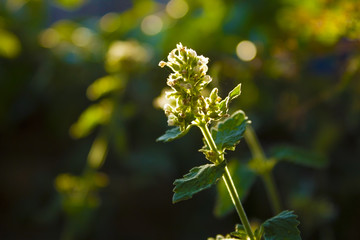 Melissa in the garden with backlight sun ray, close-up