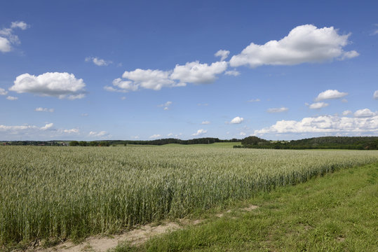 krajobraz