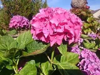 pink hydrangea flowers