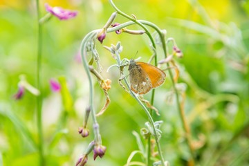Butterfly sitting on plant