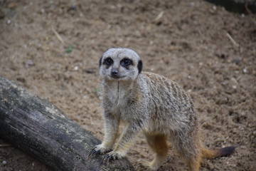 Meerkat