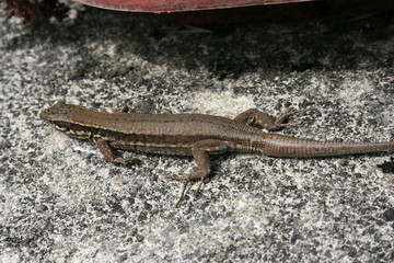 Lezard