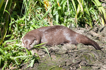 ASian short clawed otter