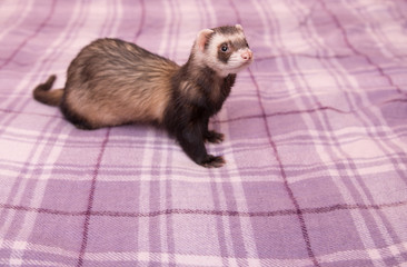  Ferret on a purple blanket