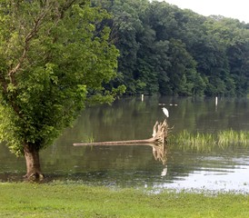 The white bird perch on the fallen tree in the lake.