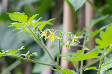 tomato flowers