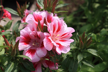 Obraz premium Blossoming pink godetia close up on a green background
