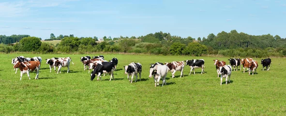 Möbelaufkleber Milchkuh auf der Weide. Panorama. Banner © Shmel