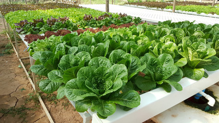 Green Cos Lettuce in the hydroponics farm