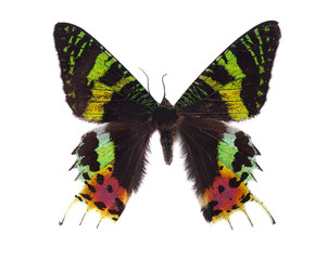 Butterfly Madagascan Sunset Moth Macro Isolated On White Backgro