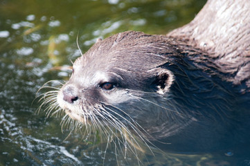 ASian short clawed otter