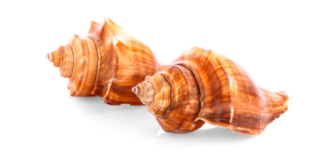 Sea shell on white background