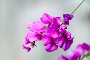 Pink sweet pea isolated