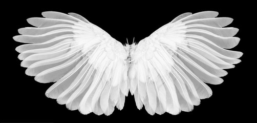 white wing isolated