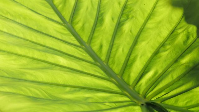 Light over Alocasia odora leaf  footage - Giant upright elephant ear plant green leaves close-up  video 