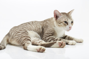 Bengal cat on a white Background