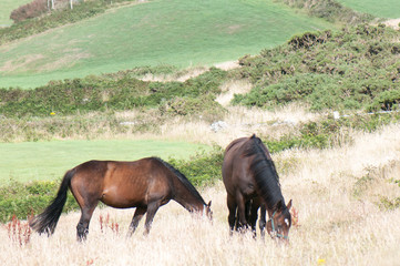 Horses in Irish countryside