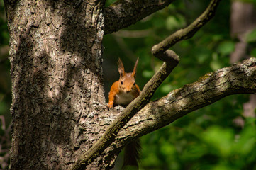 Obraz premium Squirrel looking at the camera