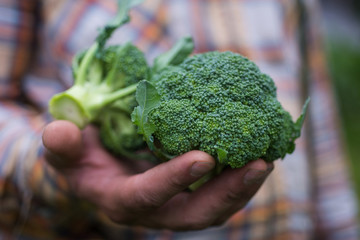 Broccoli in farmer's hand