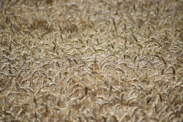 wheat