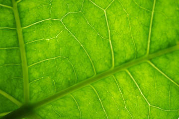 Close up nature view of green leaf under sun light. Natural green plants landscape using as a background or wallpaper.