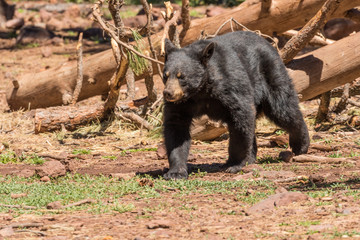 Black Bear