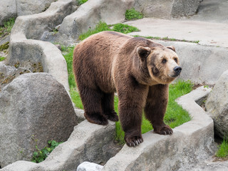 Eurasian brown bear (Ursus arctos arctos) also known as the European brown bear.