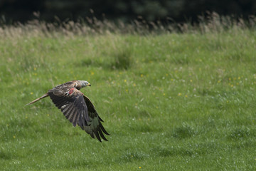Tagged red kite (Milvus milvus) in flight over grassy field
