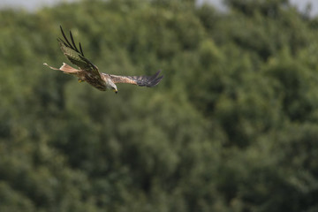 red kite (Milvus milvus) with trees behind descending
